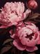 Сет из 3-х картин на фотобумаге с пластиковой рамкой и пластиком "Розовые пионы на черном фоне" в размерах 30х40 см.