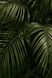 Постер без рамки "Тропическое растение" в размере 30х40