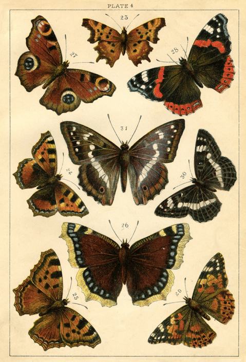 Постер без рамки "Plate 4" в розмірі 30х40