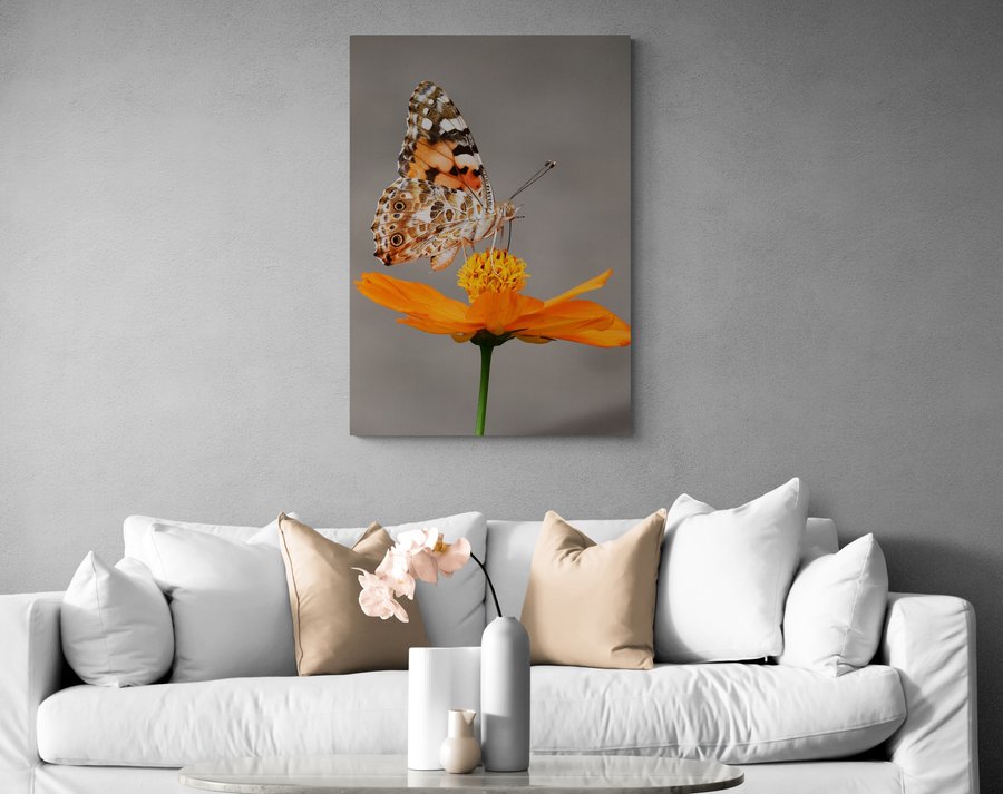 Постер без рамки "Метелик на квітці" в розмірі 30х40
