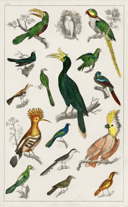 Постер без рамки "Vintage Aves" в размере 30х40