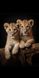 Сет из 3-х картин на холсте "Семья львов" в размерах 30х40 см.