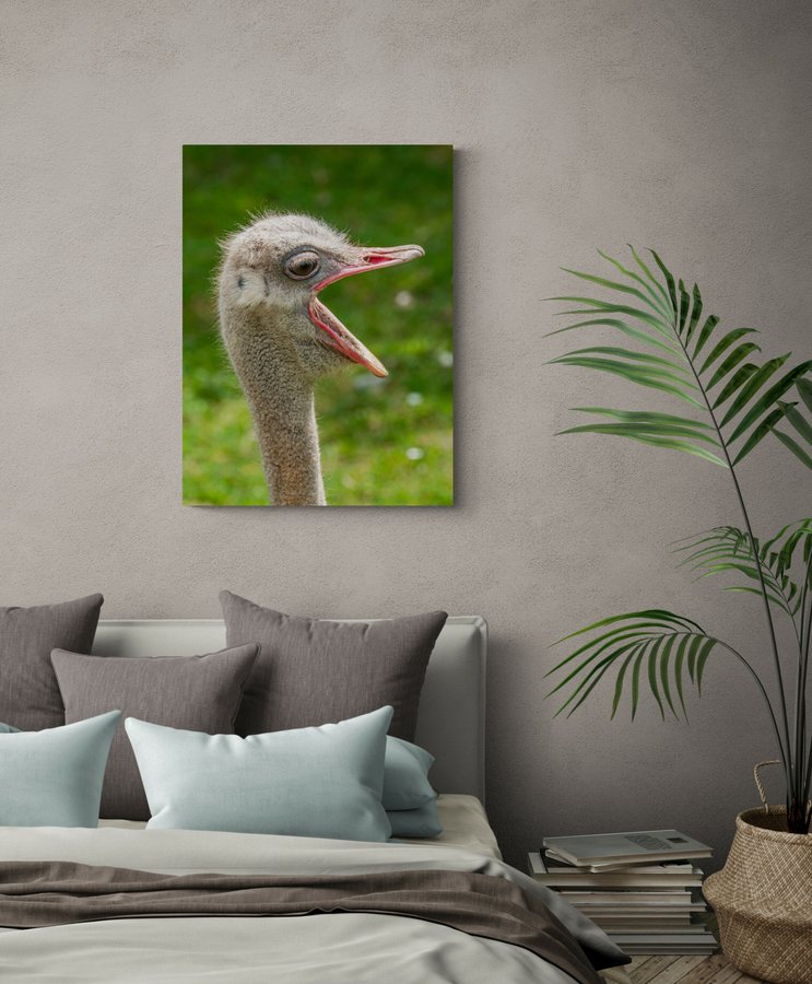 Постер без рамки "Крик страуса" в розмірі 30х40