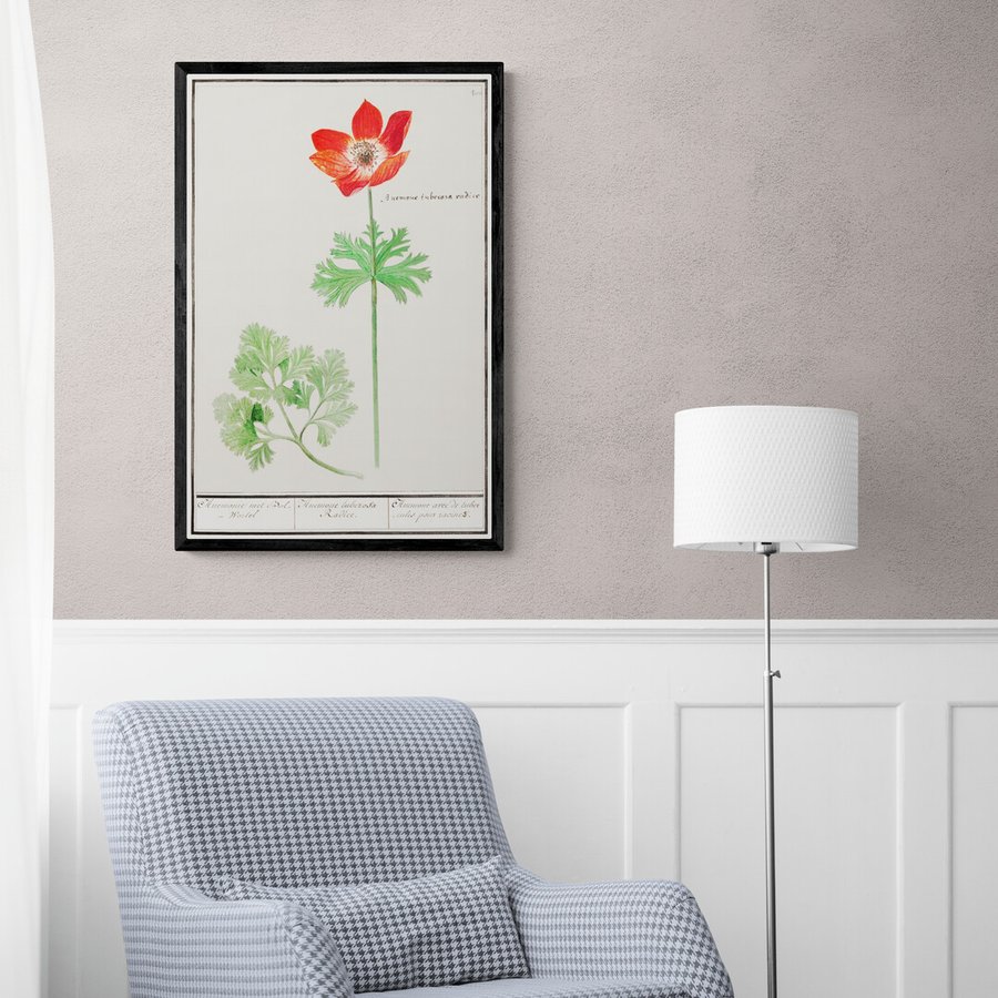 Постер без рамки "Anemone luberosa radise" в размере 30х40