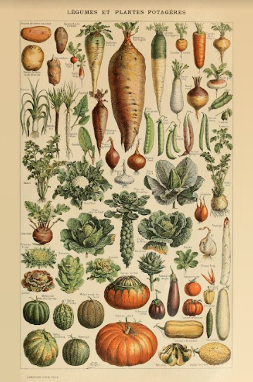 Постер без рамки "Legumes et plantes potageres" в розмірі 40х50