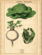 Постер без рамки "Kitchen Vegetables" в размере 30х40