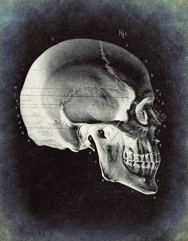 Постер без рамки "Скелет черепа" в размере 30х40