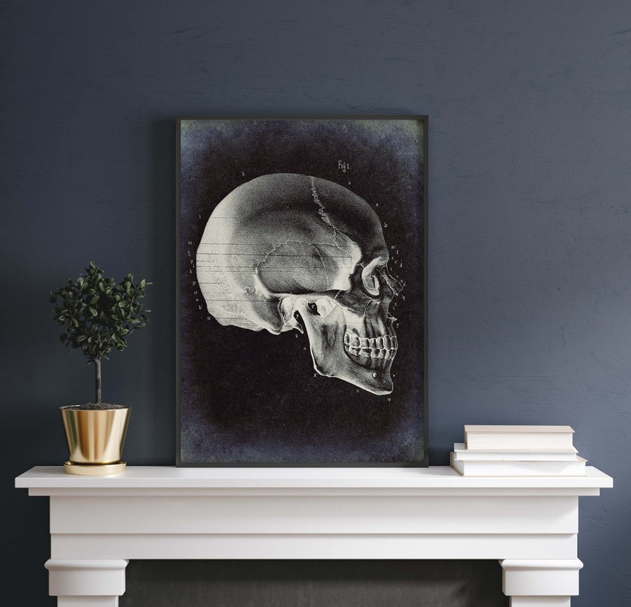 Постер без рамки "Скелет черепа" в размере 30х40