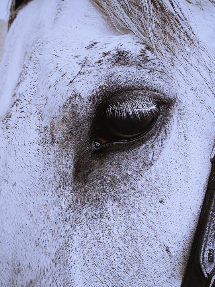 Постер без рамки "Взгляд белой лошади" в размере 30х40