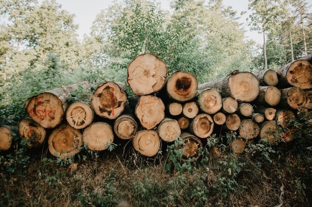 Сет з 3-х картин на фотопапері з пластиковою рамкою та пластиком "Шепіт лісу" у розмірах 50х70 см