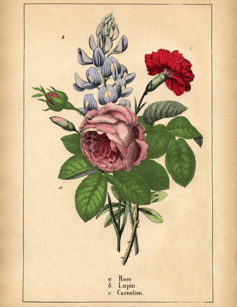 Постер без рамки "Rose Lupin Carnation" в розмірі 30х40