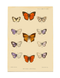 Постер без рамки "New Indian Lepidoptera" в размере 30х40