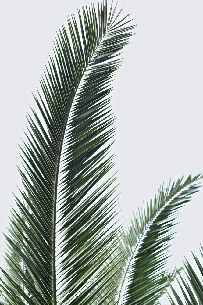 Постер без рамки "Пальмовые листья" в размере 30х40