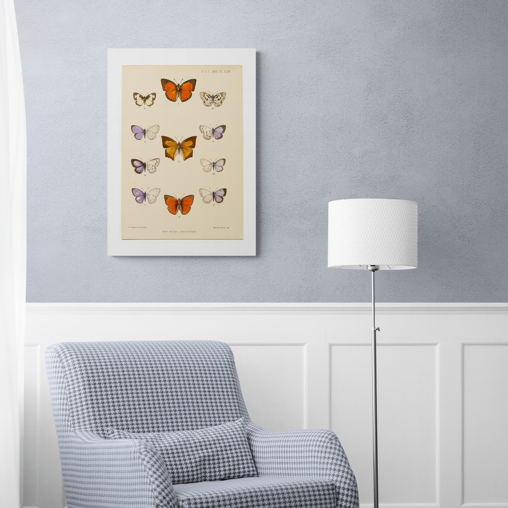 Постер без рамки "New Indian Lepidoptera" в розмірі 30х40