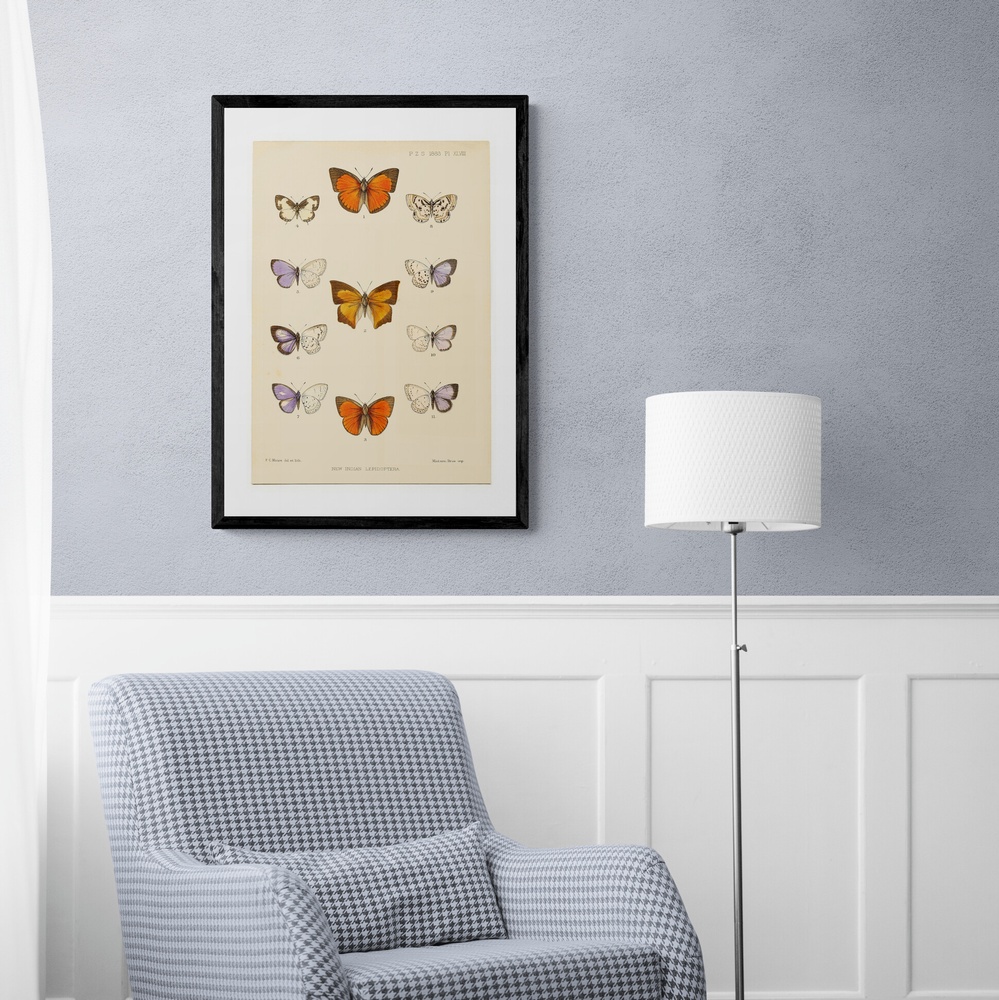 Постер без рамки "New Indian Lepidoptera" в размере 30х40