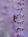 Постер без рамки "Пчела собирает нектар" в размере 30х40