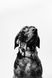 Постер без рамки "Чорно-біле фото собаки" в розмірі 30х40