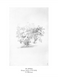 Постер без рамки "Дерева Начерк (Т.Г. Шевченко)" в розмірі 30х40