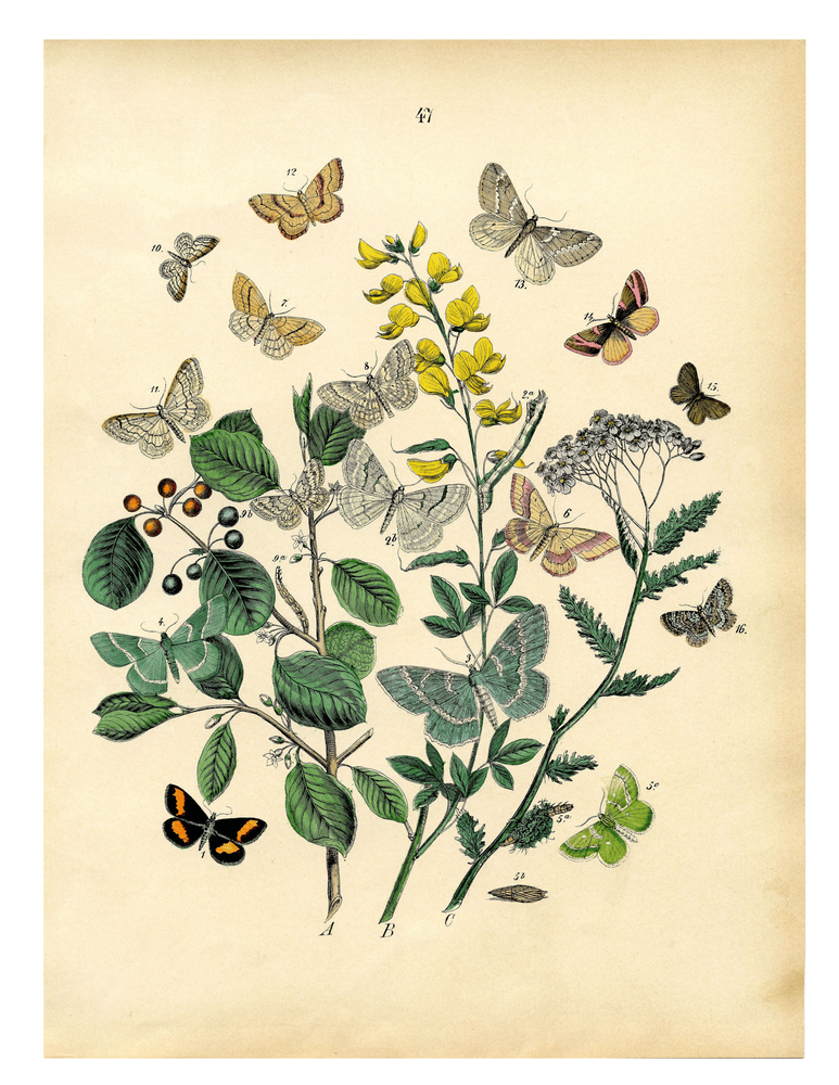 Постер без рамки "Flowers and Butterflies" в размере 30х40