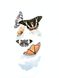 Постер без рамки "Бабочки на белом фоне" в размере 30х40