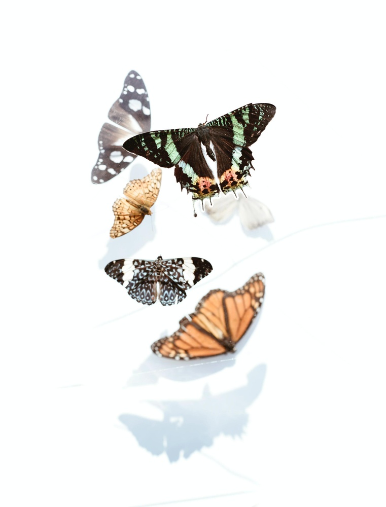 Постер без рамки "Бабочки на белом фоне" в размере 30х40