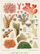 Постер без рамки "Great Barrier Reef Corals" в размере 30х40