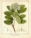Постер без рамки "Hymenaea Candolliana" в размере 30х40